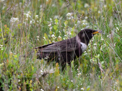 Turdus torquatus