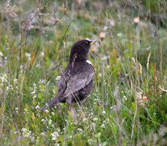 Turdus torquatus