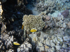 Chaetodon austriacus
