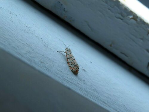 Crimson-speckled Flunkey