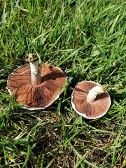 Agaricus braendlei