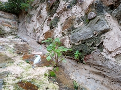 Angiospermae