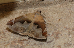 Dysgonia triplocyma