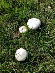 Agaricus braendlei