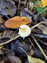 Agrocybe rivulosa