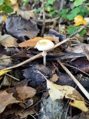 Agrocybe rivulosa