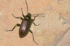 Praeugenini
