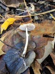 Agrocybe rivulosa