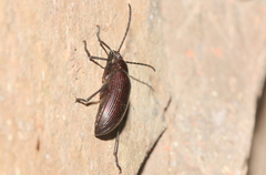 Praeugenini
