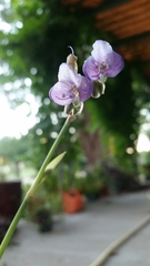 Murdannia gigantea