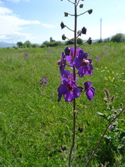 Verbascum phoeniceum