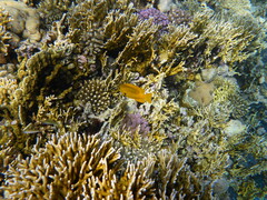 Pomacentrus sulfureus