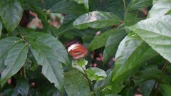 Cupha erymanthis lotis