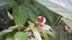 Cupha erymanthis lotis