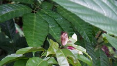 Cupha erymanthis lotis
