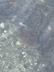 Clathria prolifera