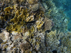 Gomphosus klunzingeri