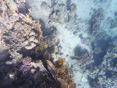 Pygoplites diacanthus