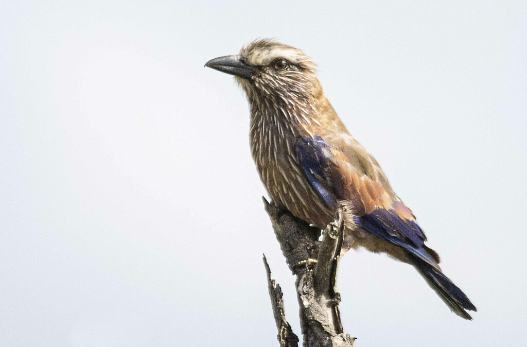 Purple Roller