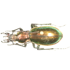 Carabus splendens