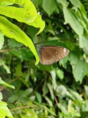 Euploea midamus