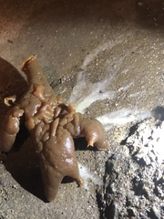 Peziza domiciliana