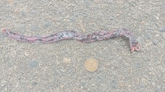 Amphisbaena fuliginosa bassleri