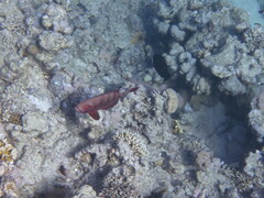 Priacanthus hamrur