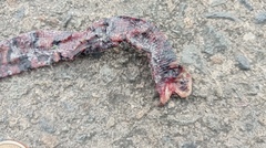 Amphisbaena fuliginosa bassleri