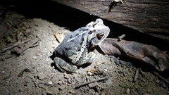 Incilius melanochlorus