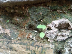 Angiospermae