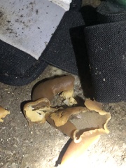 Peziza domiciliana