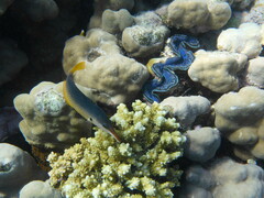 Gomphosus klunzingeri