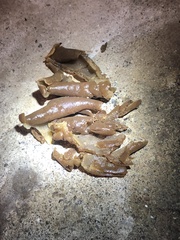 Peziza domiciliana