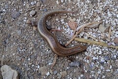 Chalcides ocellatus