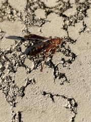 Polistes bellicosus
