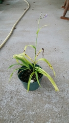 Murdannia gigantea