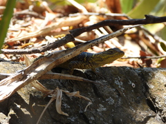 Sceloporus oberon