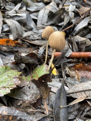 Setulosi