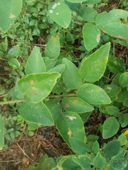 Desmodium viridiflorum