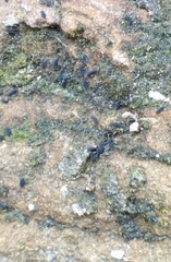 Collembola