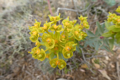 Euphorbia nicaeensis