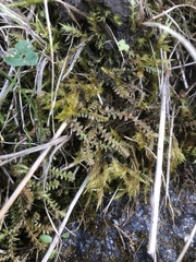 Selaginella helvetica