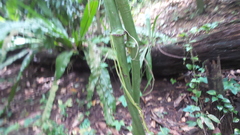 Dioscorea sansibarensis