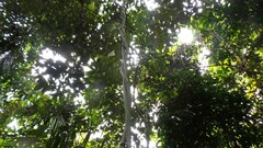 Dioscorea sansibarensis