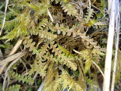 Selaginella helvetica