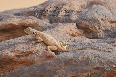 Agama tassiliensis