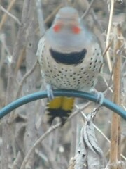 Colaptes auratus luteus × cafer