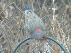 Colaptes auratus luteus × cafer