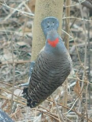 Colaptes auratus luteus × cafer